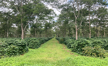 J.won 볼라오 50ha 커피농장 전경, 정말 이쁘게 정리가 잘되었네요.